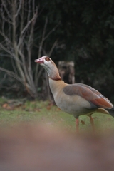 Alopochen aegyptiaca