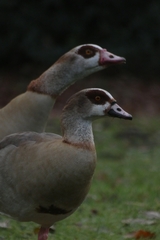 Alopochen aegyptiaca