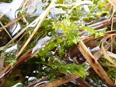 Calliergonella cuspidata