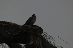 Columba palumbus