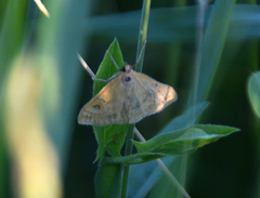 Pyraustini