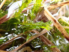 Calliergonella cuspidata