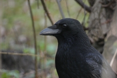 Corvus corone