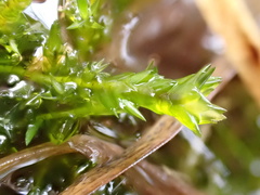 Calliergonella cuspidata