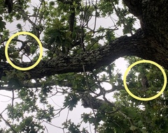 Bubo africanus africanus