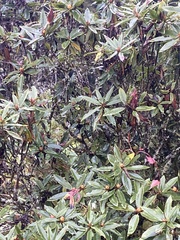 Rhododendron pseudochrysanthum