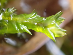 Calliergonella cuspidata