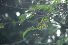 Prunus phaeosticta