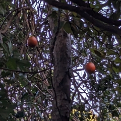 Melodinus suaveolens