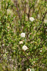 Pimelea ligustrina