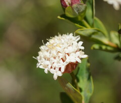 Pimelea ligustrina