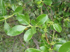 Coprosma