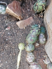 Baculellum articulatum