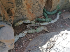 Baculellum articulatum