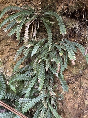 Blechnum membranaceum