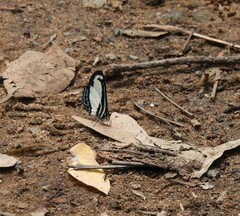Psychonotis caelius