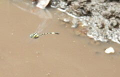 Parasynthemis regina