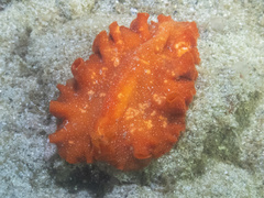 Phrikoceros