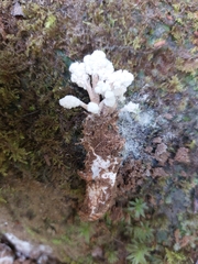 Cordyceps sinclairii