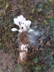 Cordyceps sinclairii