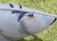 Clubiona robusta