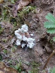 Cordyceps sinclairii