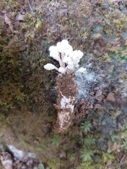 Cordyceps sinclairii