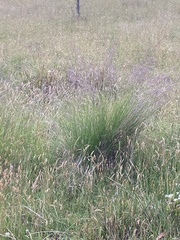 Poa labillardierei