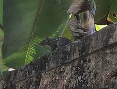 Funambulus tristriatus