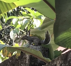 Funambulus tristriatus