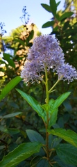 Ceanothus diversifolius