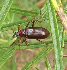 Polyphaga