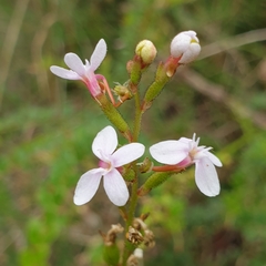 Stylidium