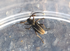 Neodorcadion bilineatum