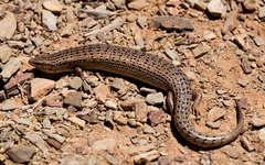 Chalcides ocellatus