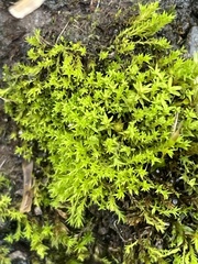 Pseudocrossidium hornschuchianum