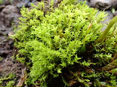 Pseudocrossidium hornschuchianum