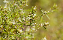 Hakea microcarpa