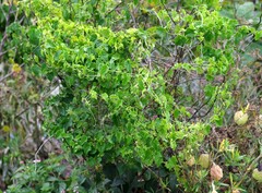 Zehneria scabra