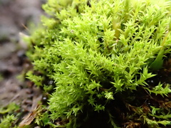 Pseudocrossidium hornschuchianum