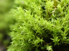 Pseudocrossidium hornschuchianum