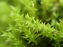 Pseudocrossidium hornschuchianum