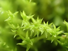 Pseudocrossidium hornschuchianum