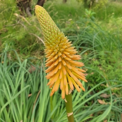 Kniphofia uvaria