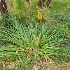 Kniphofia uvaria