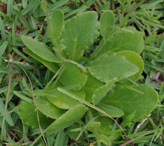 Senecio speciosus