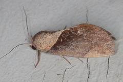 Westermannia convergens