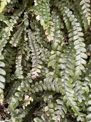 Blechnum membranaceum