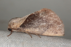 Westermannia convergens