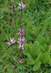 Senecio speciosus
